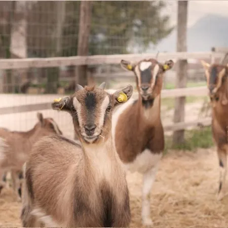 Stovali Da Lustrinu * Protte