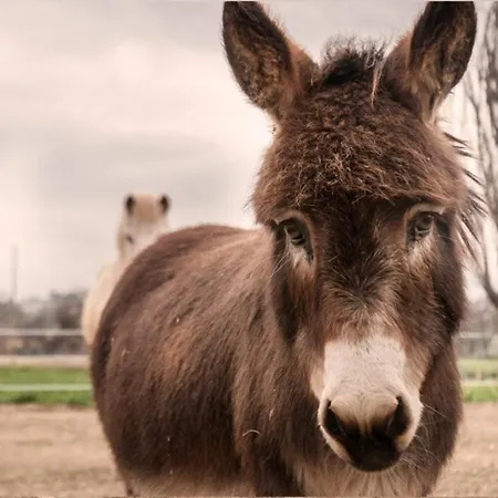 Κατάλυμα σε φάρμα Stovali Da Lustrinu