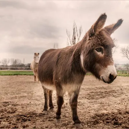 Stovali Da Lustrinu Vakantieboerderij *