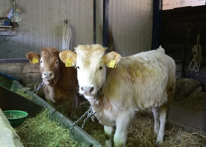 ファームステイ Stovali Da Lustrinu *