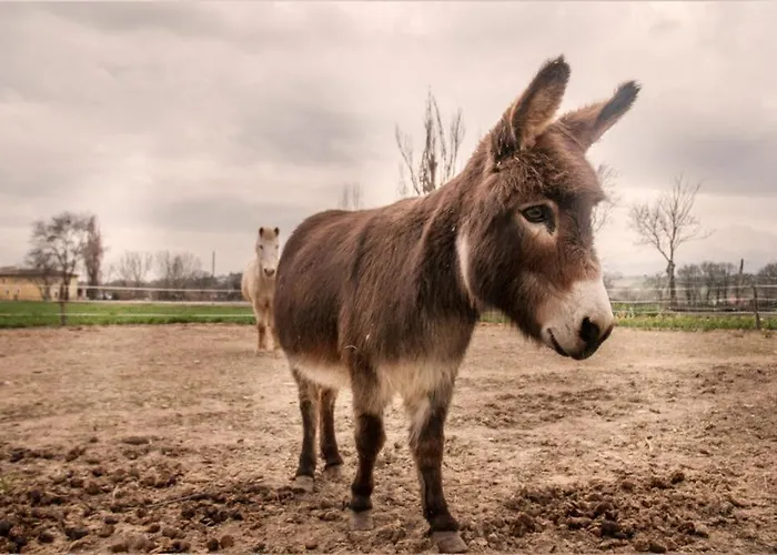 Stovali Da Lustrinu ファームステイ *